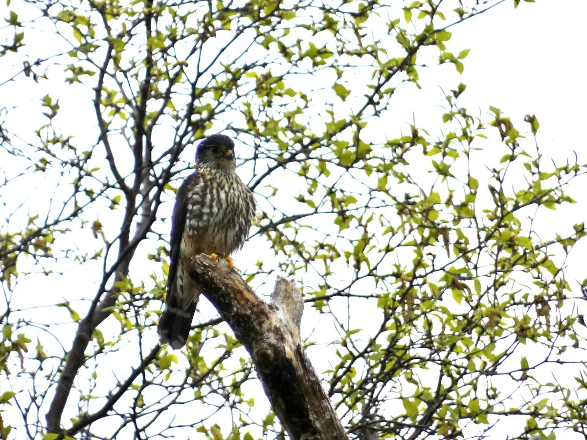 Merlin - ML636646341