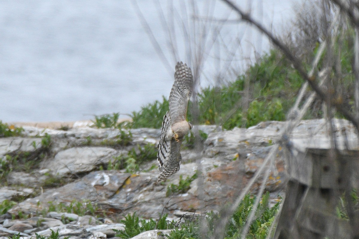 Cooper's Hawk - ML636646360