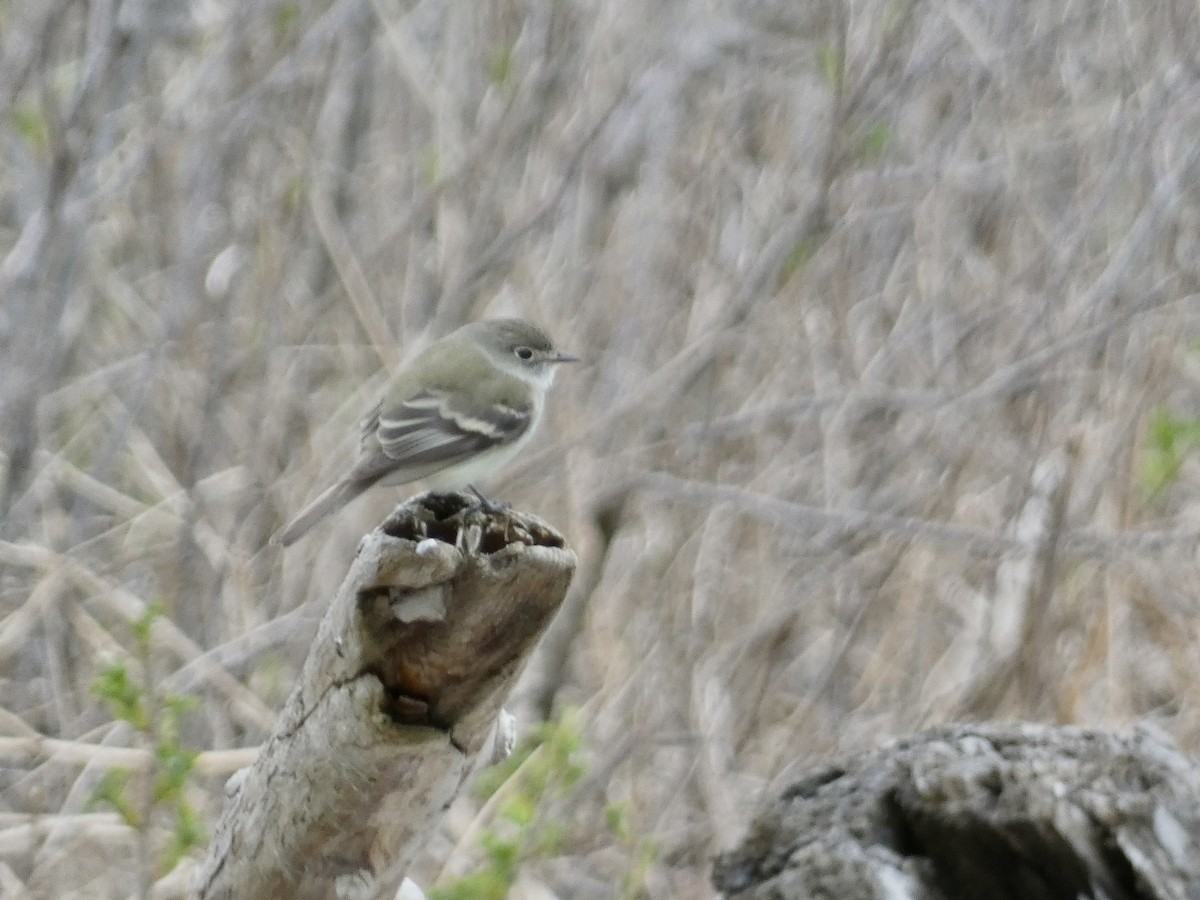Least Flycatcher - ML636646361