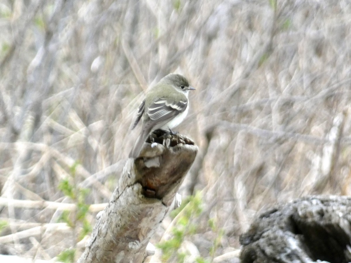 Least Flycatcher - ML636646362
