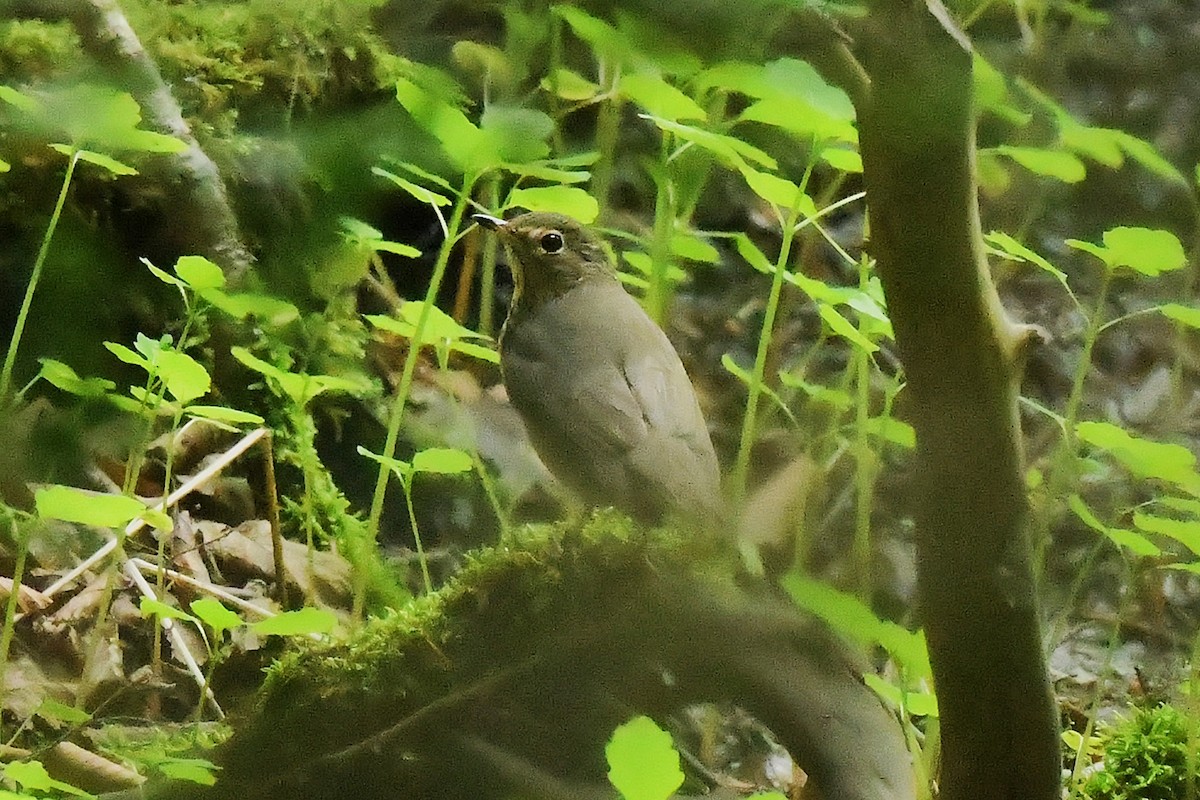 Catharus sp. - ML636646515