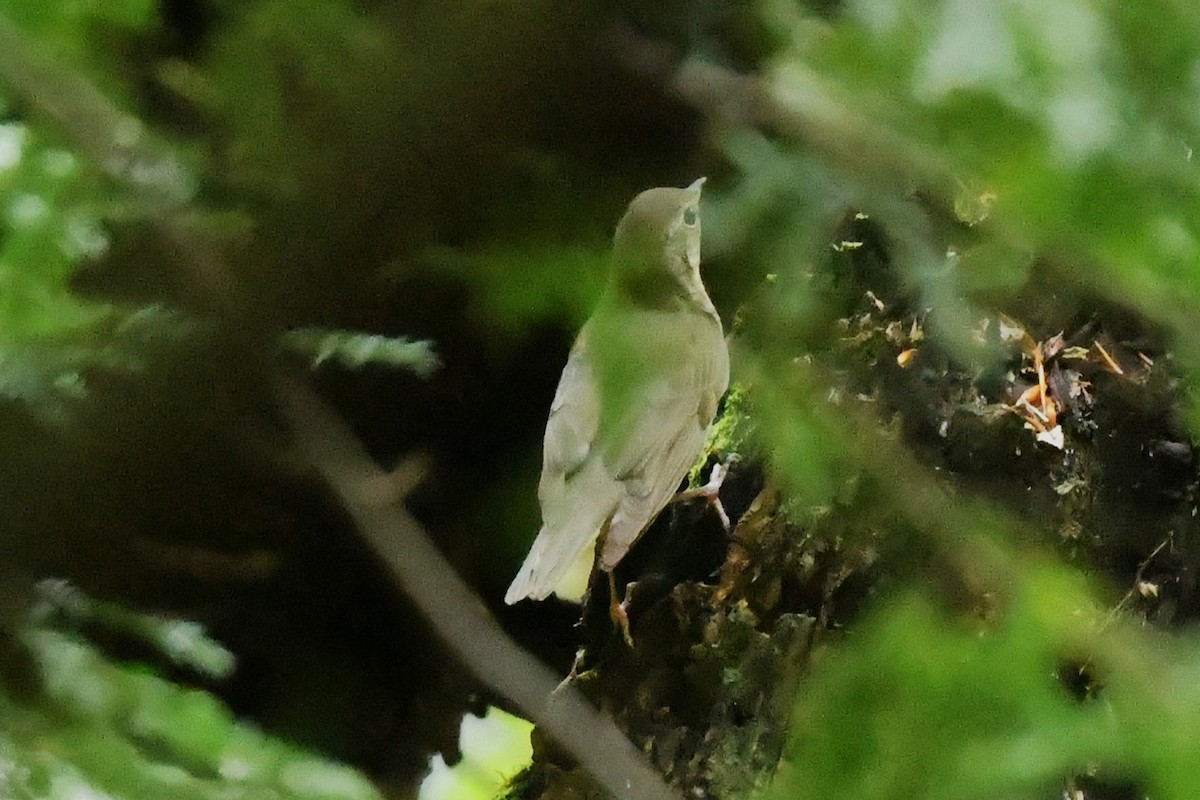 Catharus sp. - ML636646516