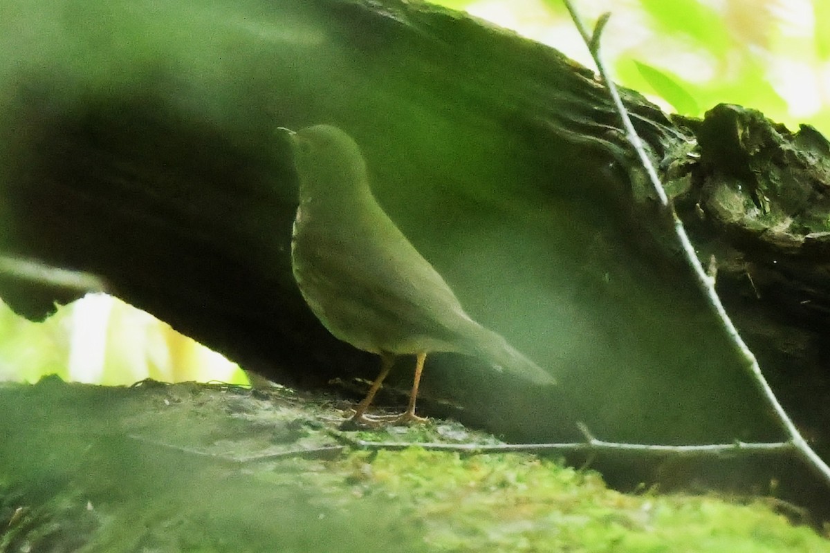 Catharus sp. - ML636646517