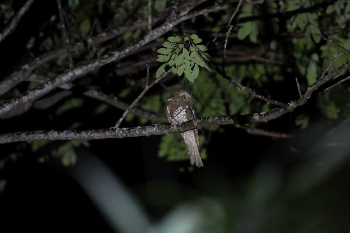Palawan Frogmouth - ML636646582