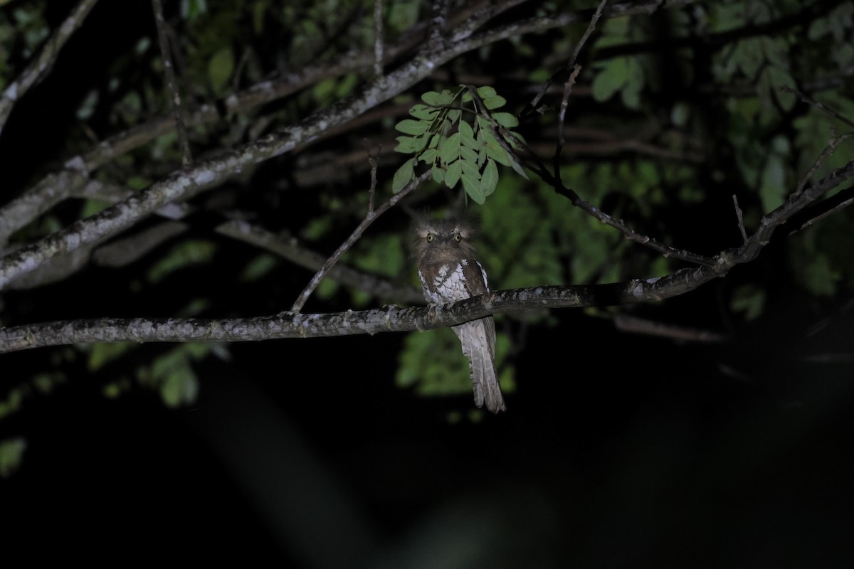 Palawan Frogmouth - ML636646593