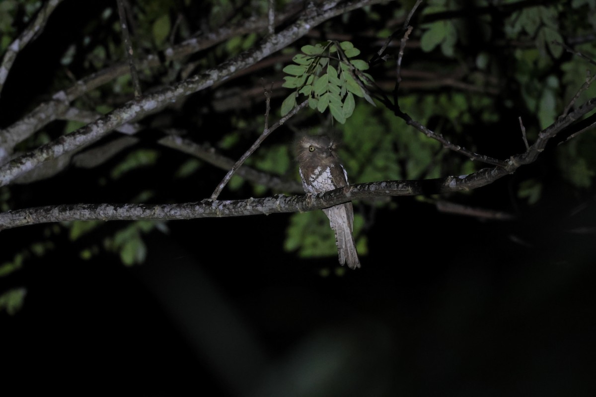 Palawan Frogmouth - ML636646603
