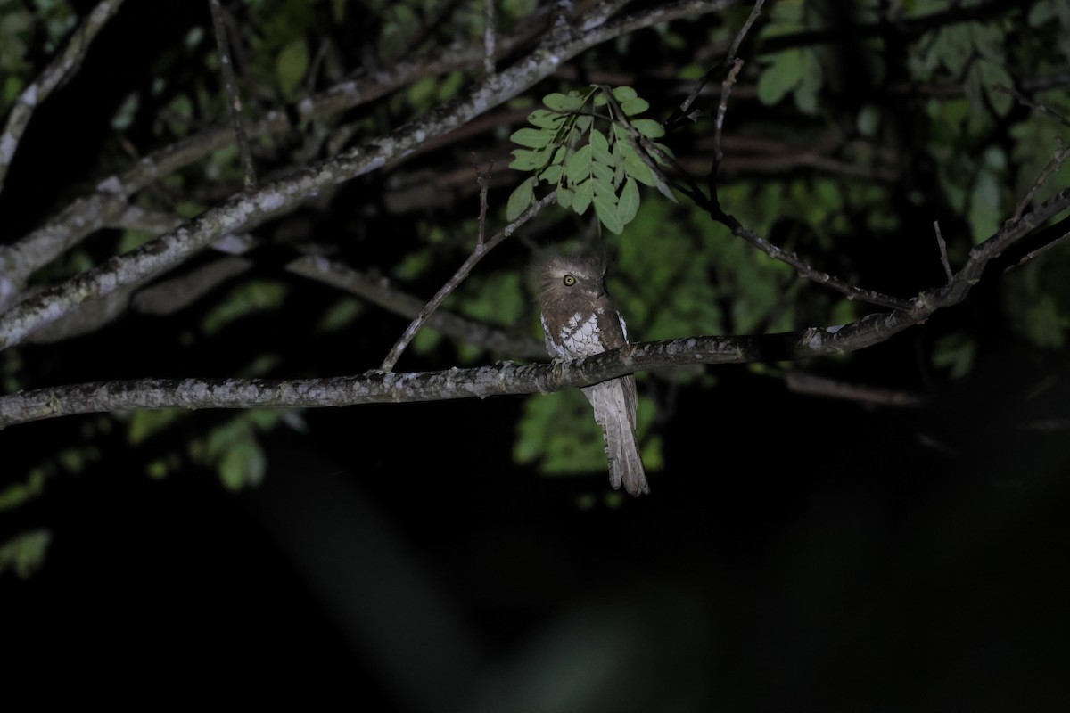 Palawan Frogmouth - ML636646613