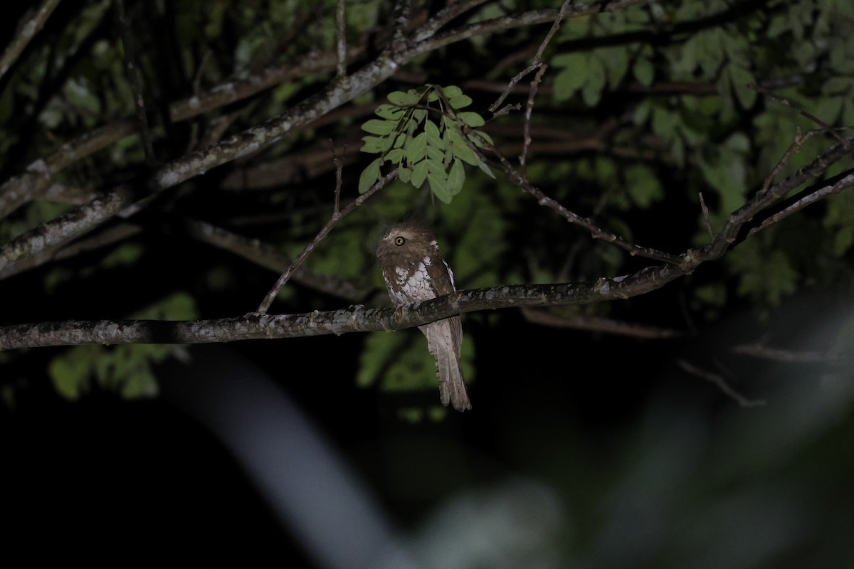 Palawan Frogmouth - ML636646632