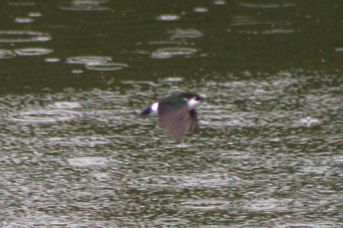 Violet-green Swallow - ML636646642