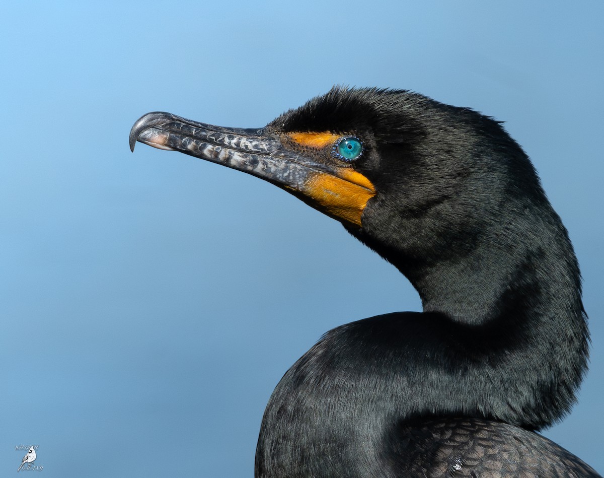 Double-crested Cormorant - ML636646686