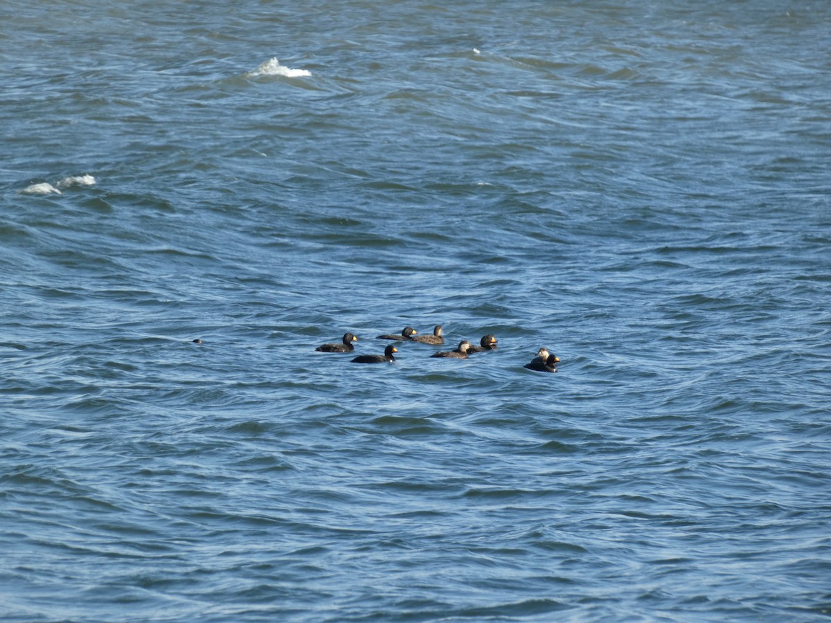 Black Scoter - ML636646809