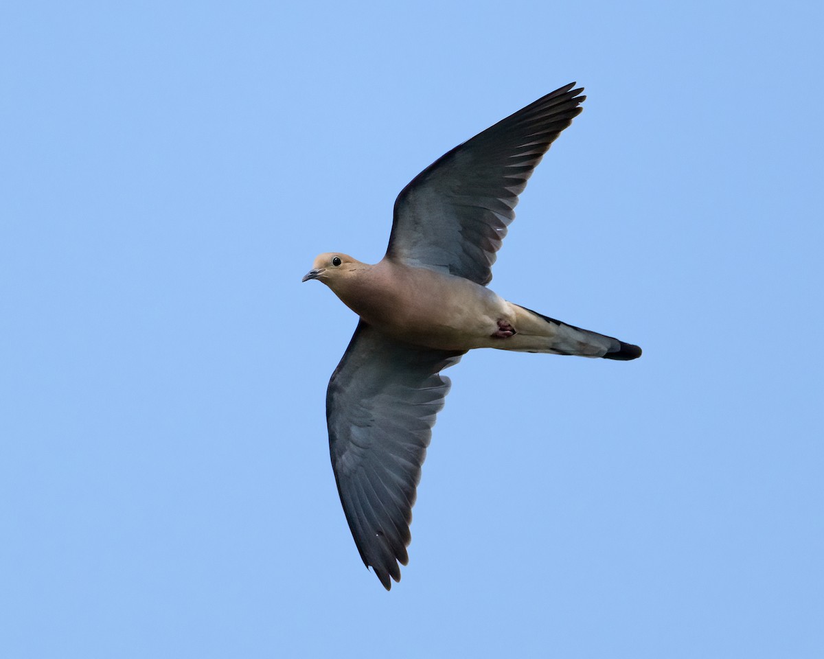 Mourning Dove - ML636646905