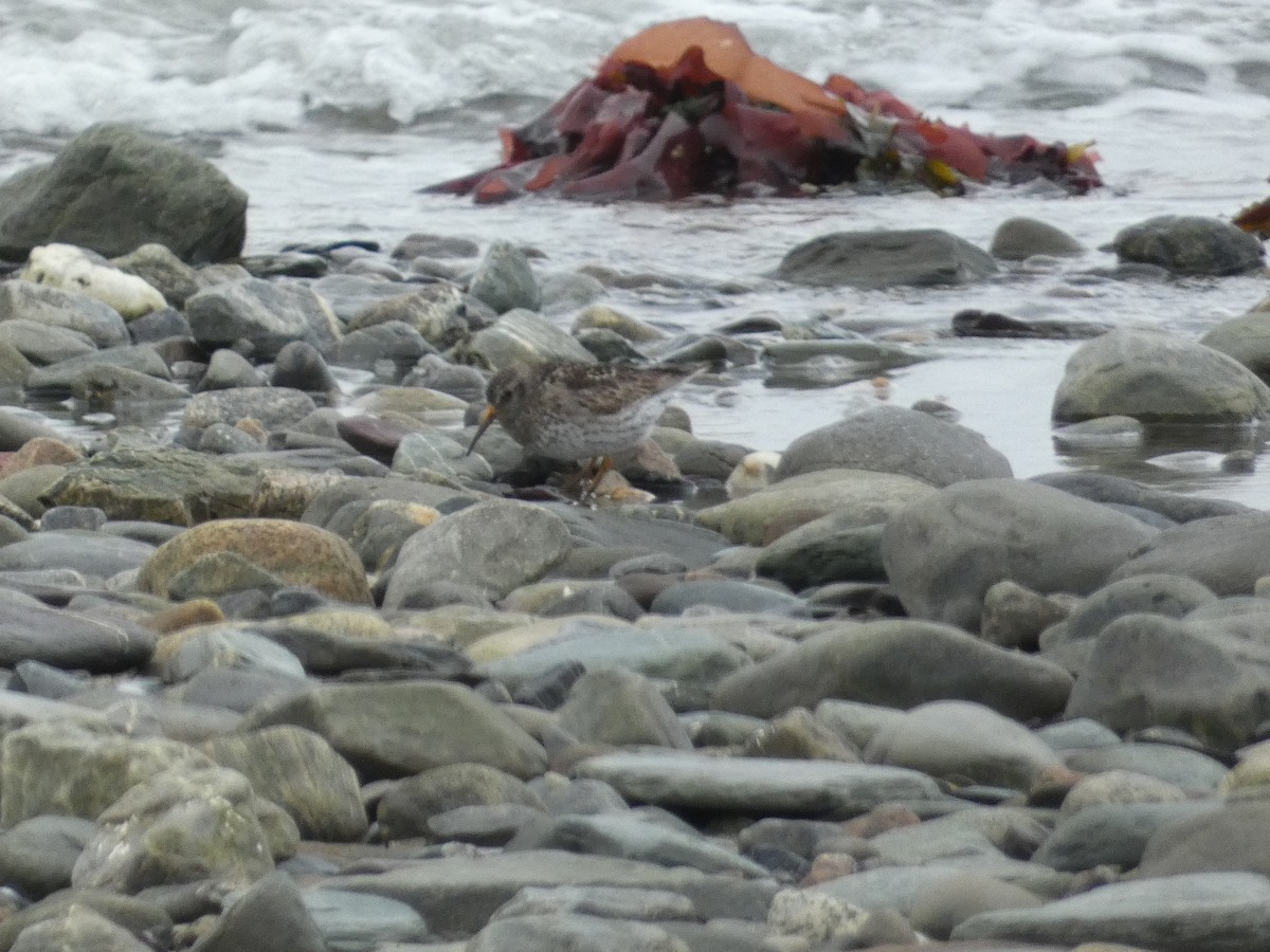 Purple Sandpiper - ML636646965