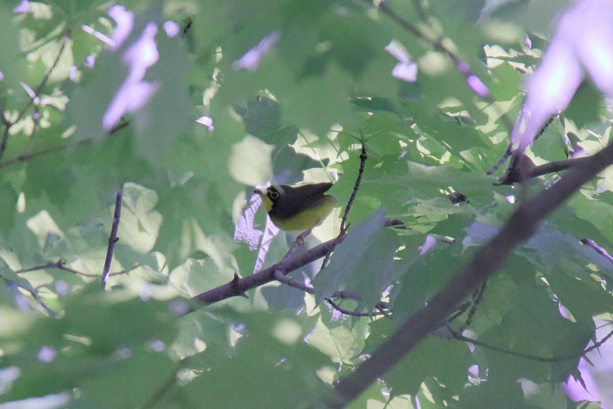 Canada Warbler - ML636646976