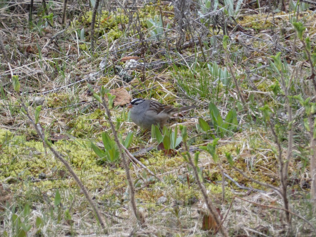 White-crowned Sparrow - ML636647073