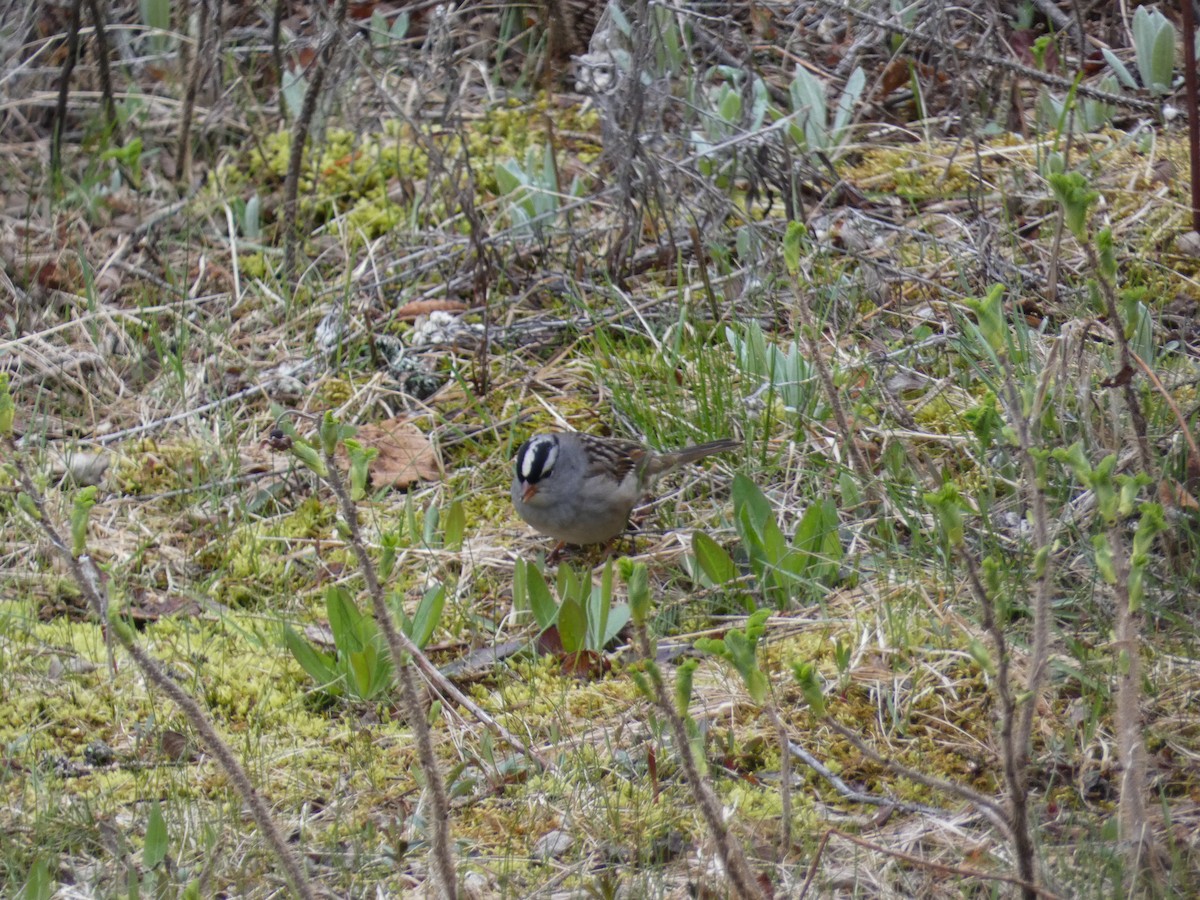 White-crowned Sparrow - ML636647074