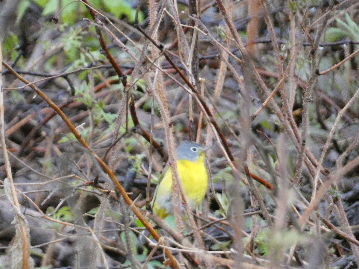 Nashville Warbler - ML636647084