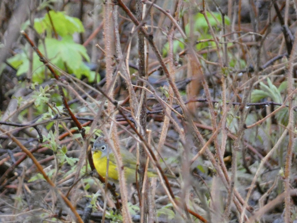 Nashville Warbler - ML636647085