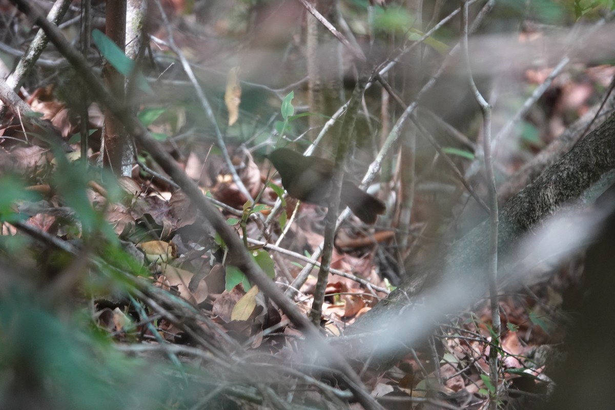 Northern Schiffornis - ML636647120