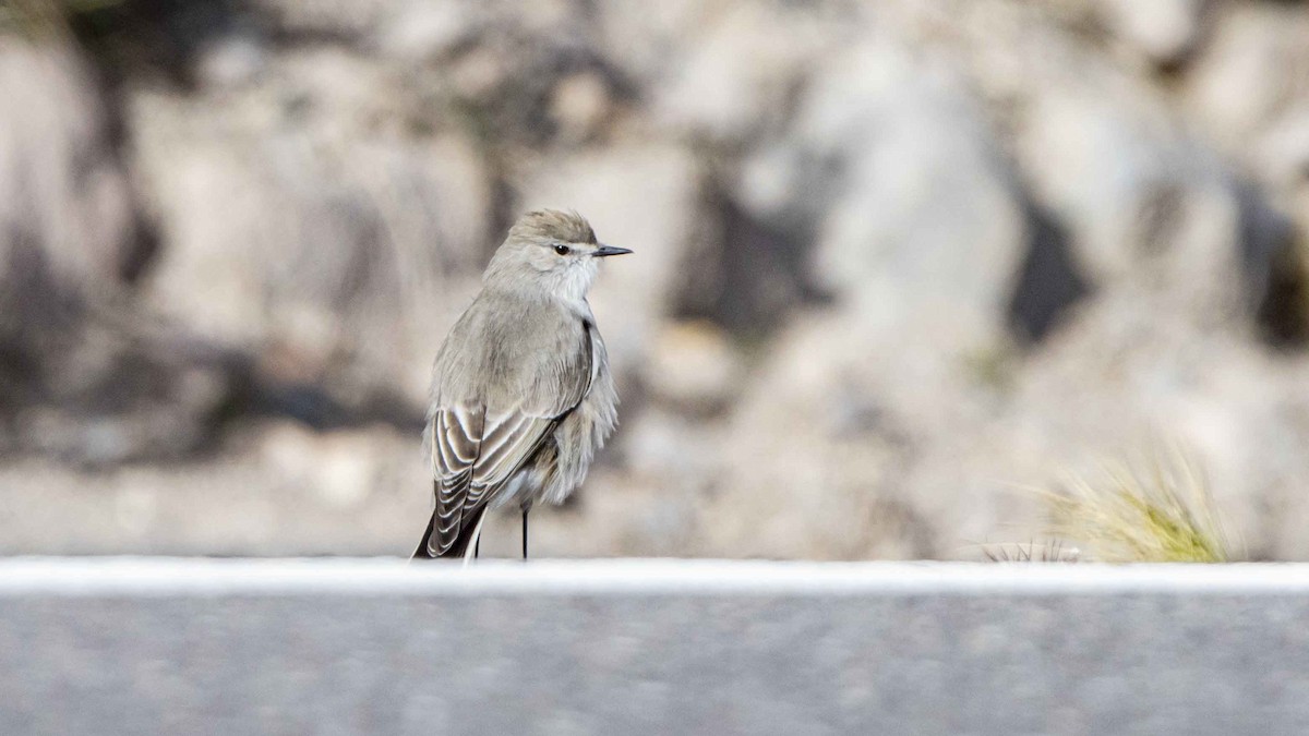 White-browed Ground-Tyrant - ML636647125