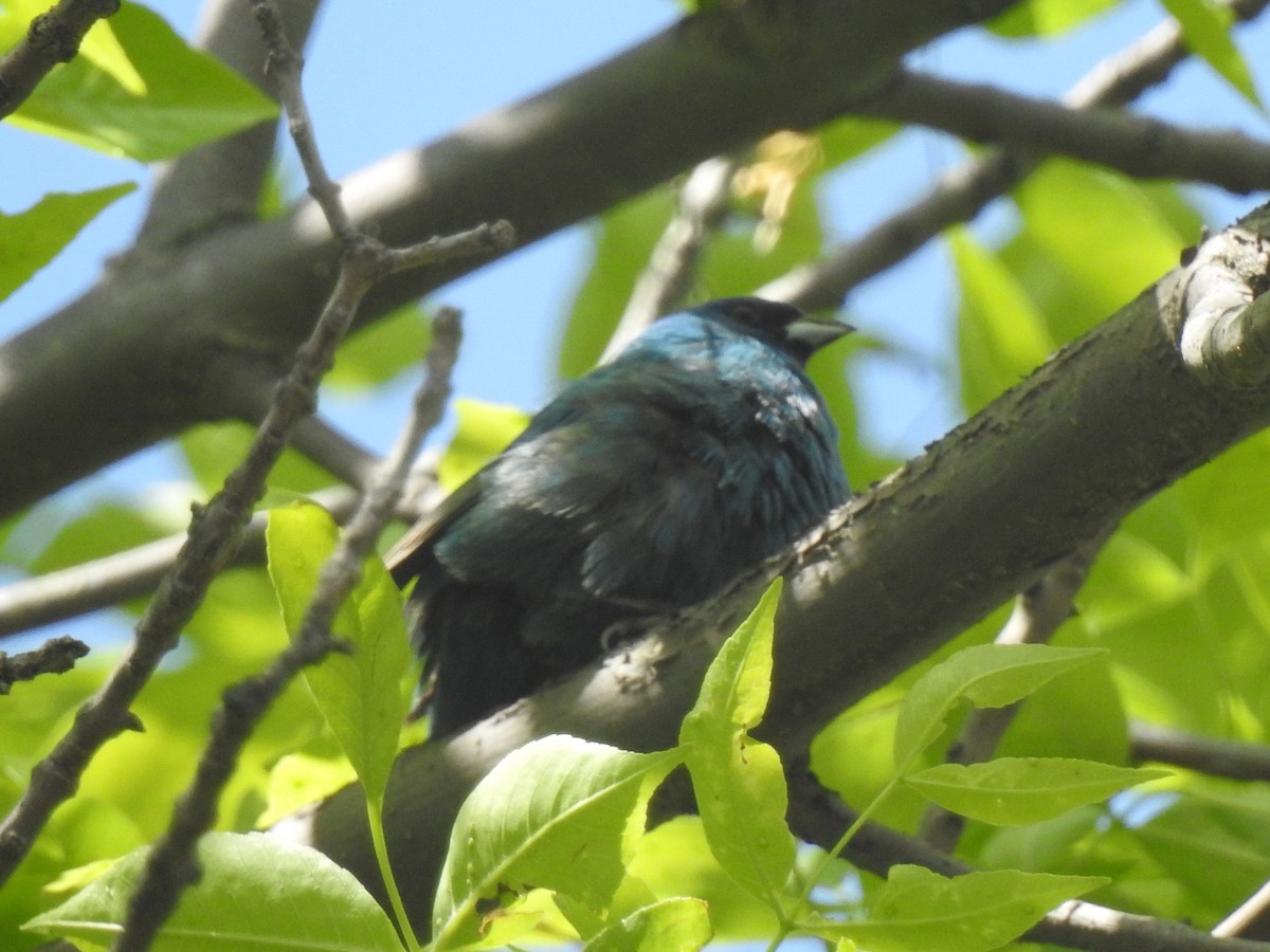 Indigo Bunting - ML636647140