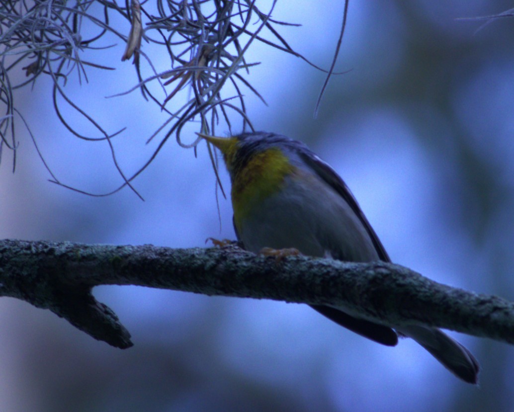 Northern Parula - ML636647154