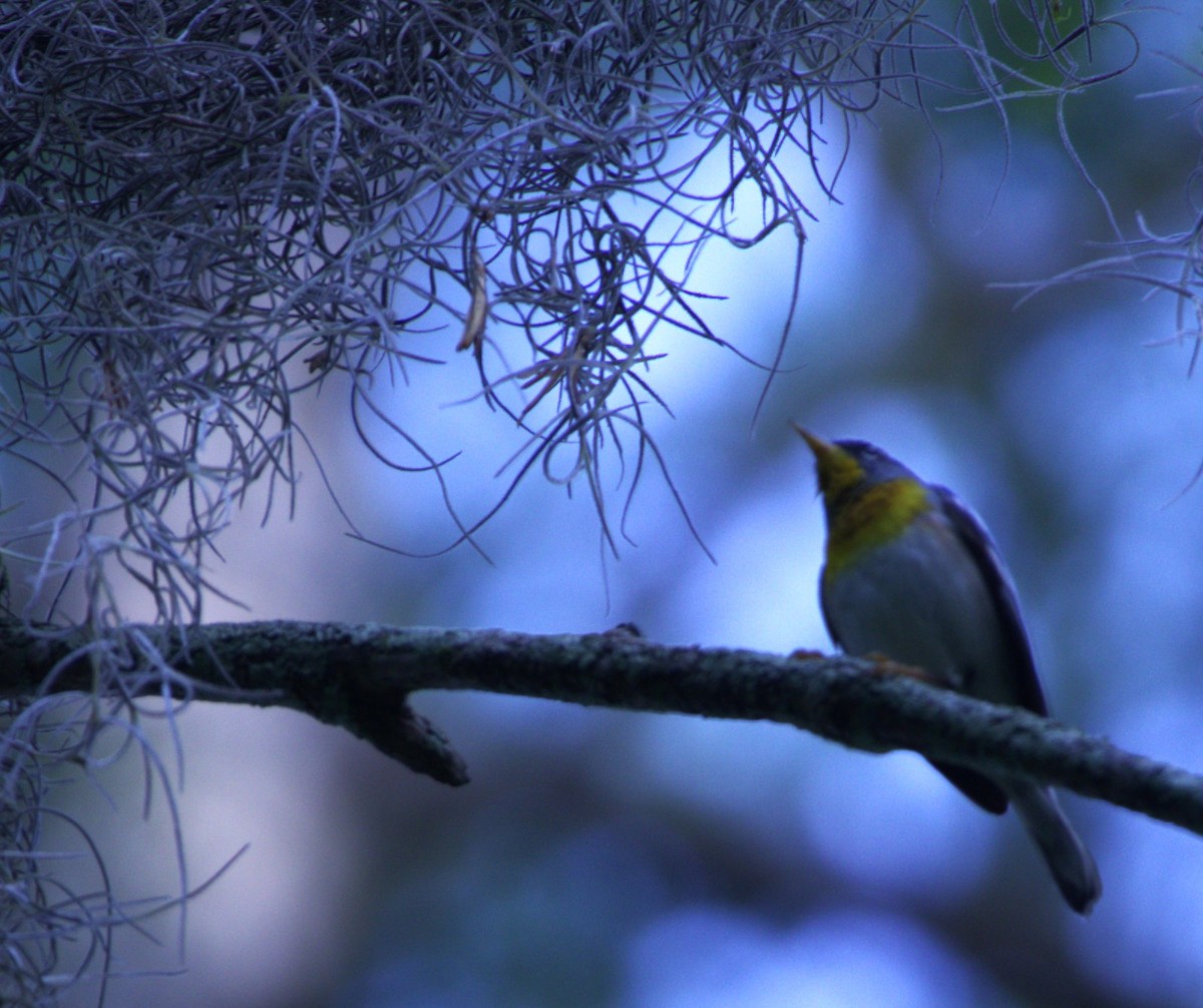 Northern Parula - ML636647155