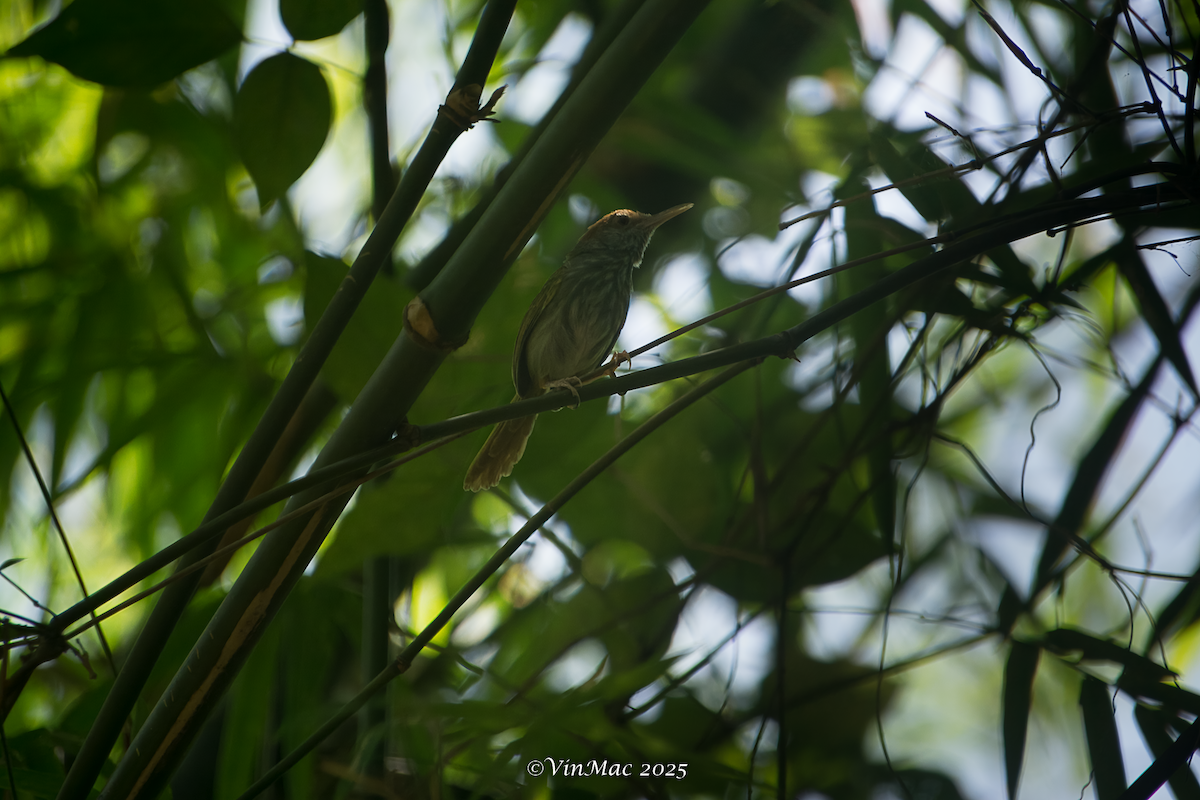 Green-backed Tailorbird - ML636647156