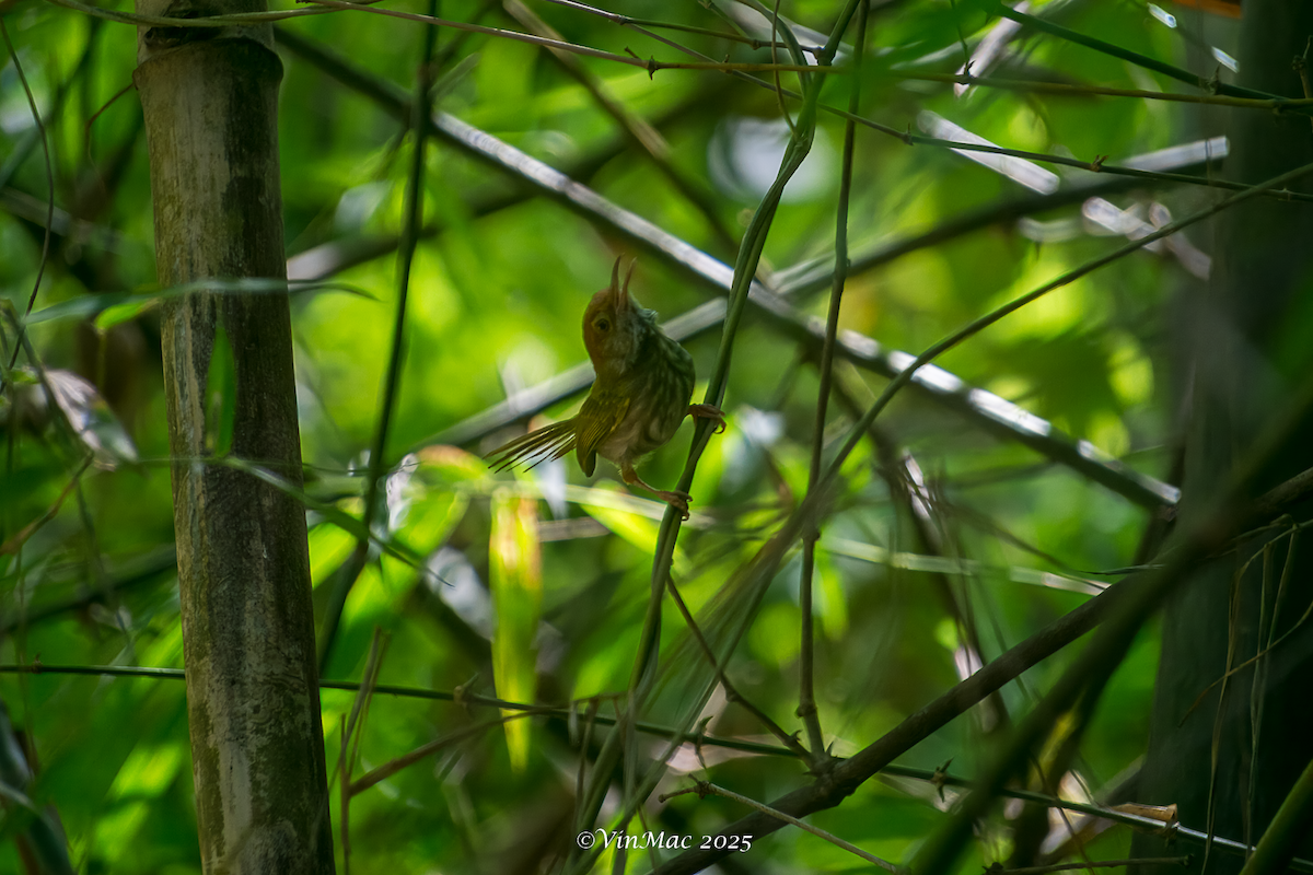 Green-backed Tailorbird - ML636647157