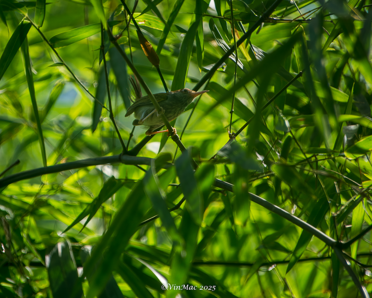 Green-backed Tailorbird - ML636647158