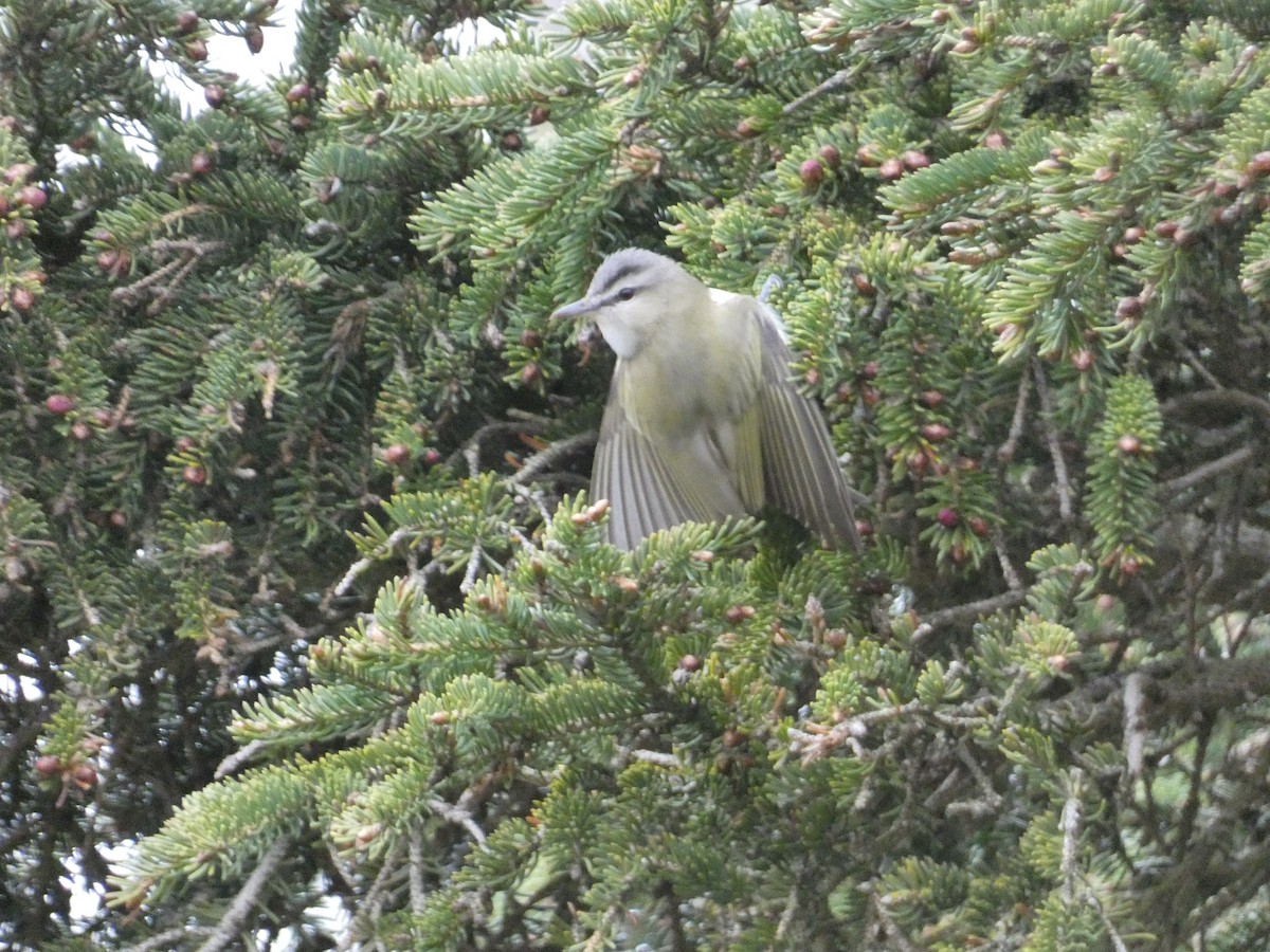 Red-eyed Vireo - ML636647187