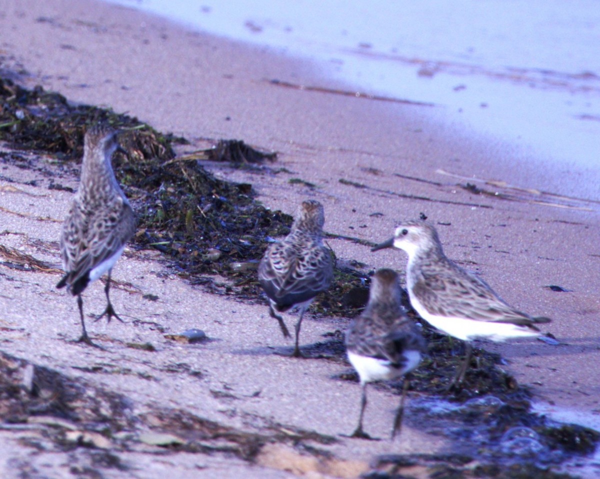 Semipalmated Sandpiper - ML636647208