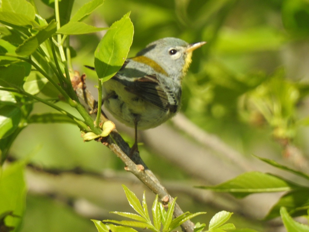 Northern Parula - ML636647243