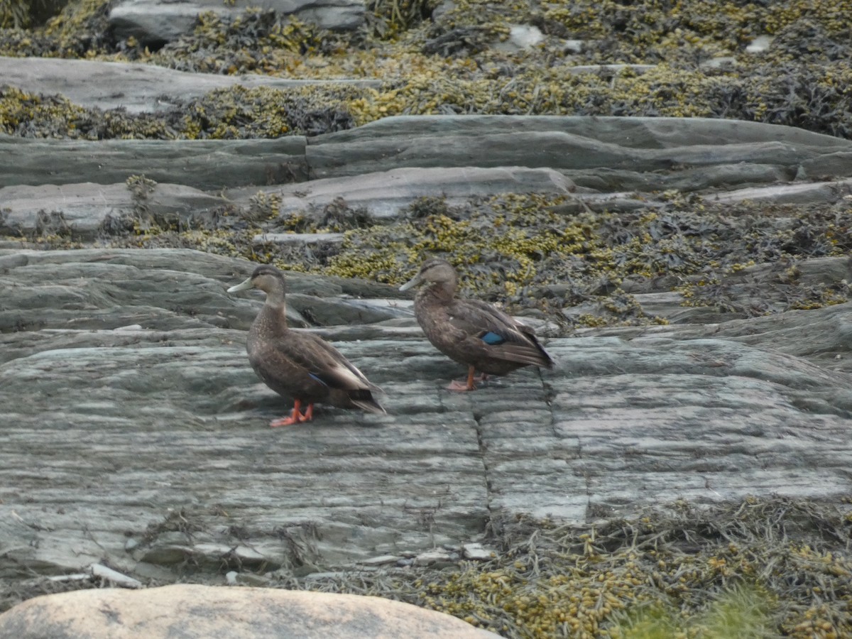 American Black Duck - ML636647253