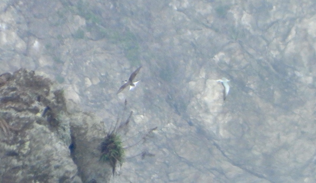 Bridled Tern - ML636647298