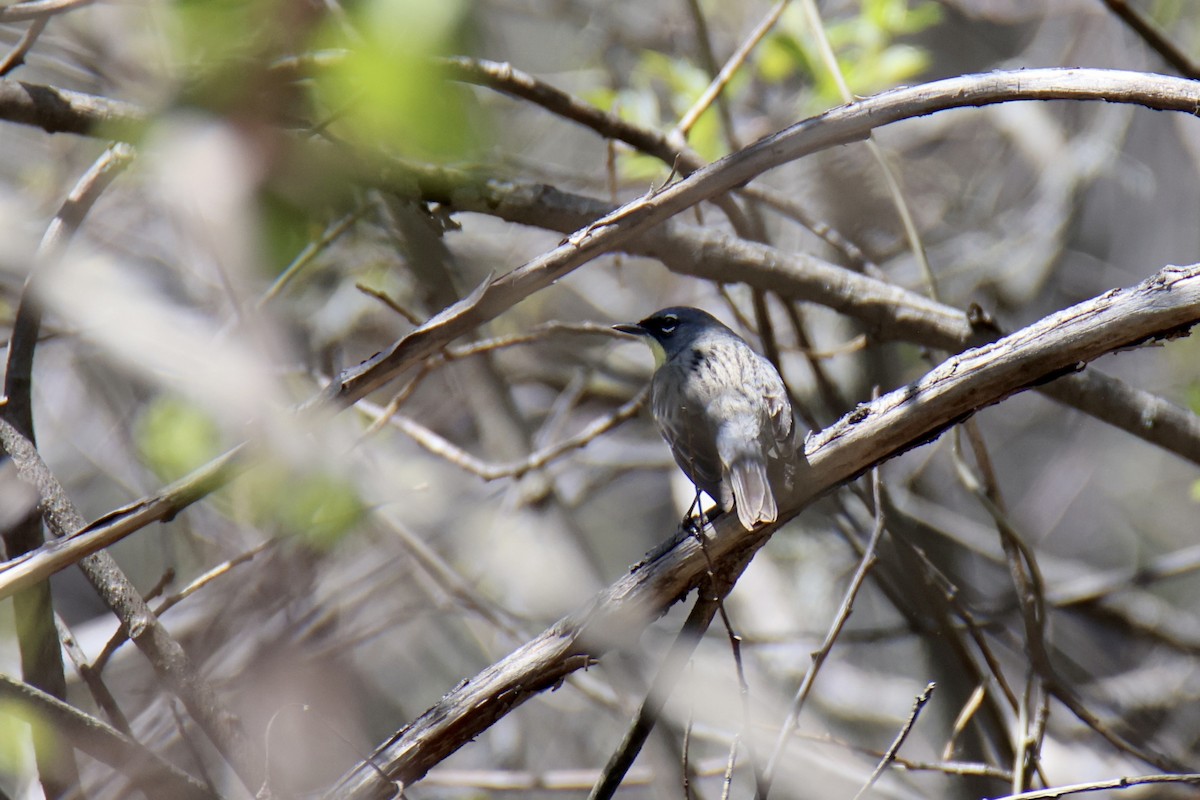 Kirtland's Warbler - ML636647309
