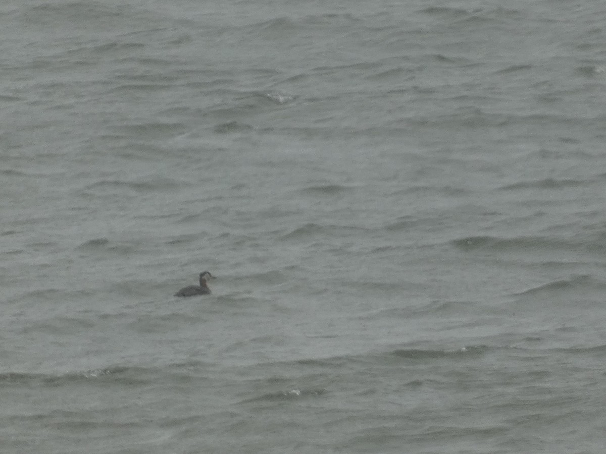 Red-necked Grebe - ML636647337