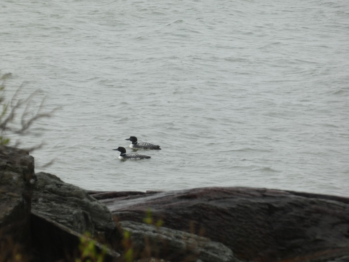 Common Loon - ML636647343