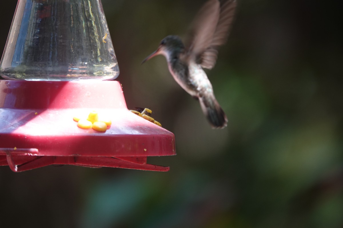 White-bellied Emerald - ML636647345