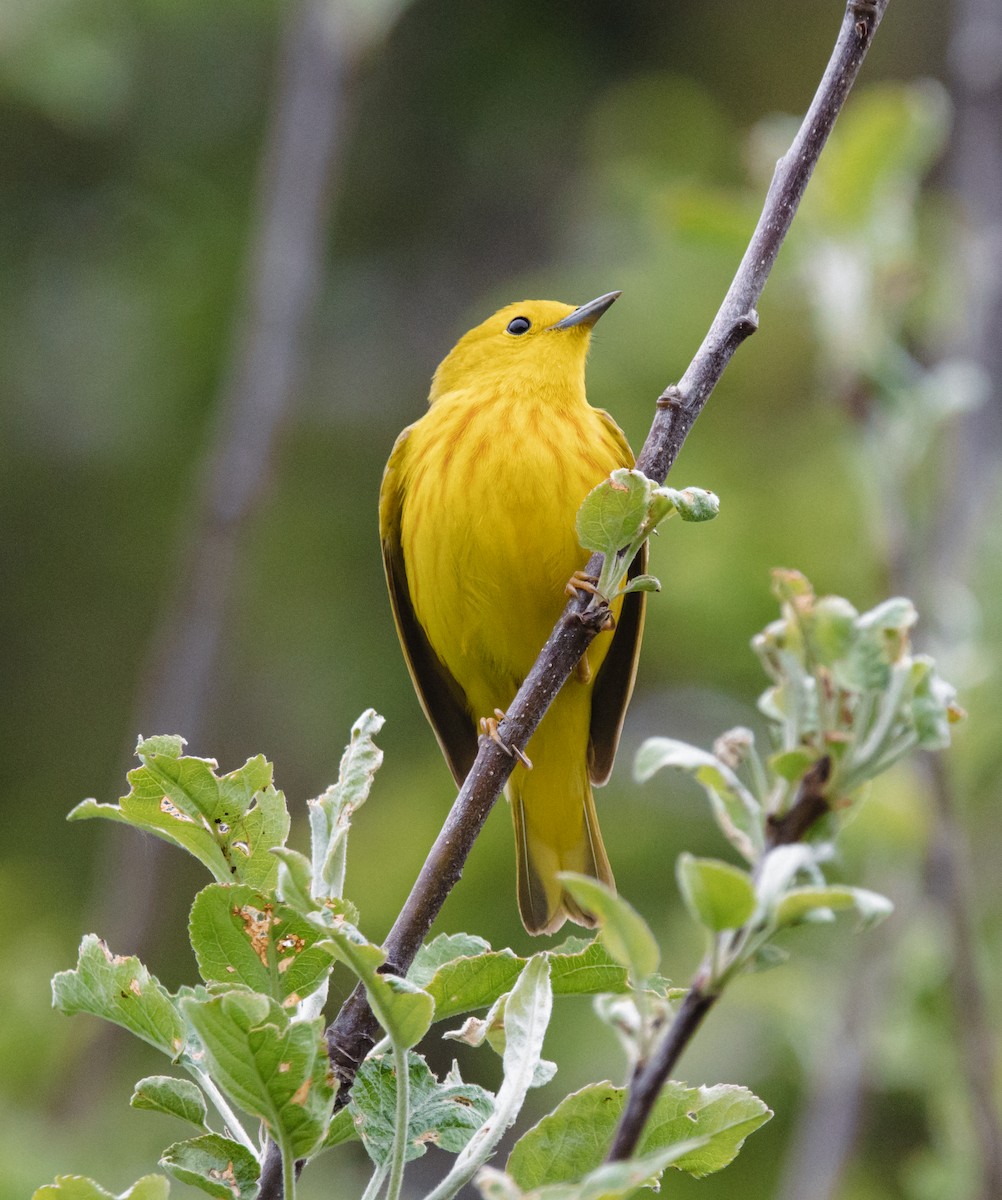 Northern Yellow Warbler - ML636647378