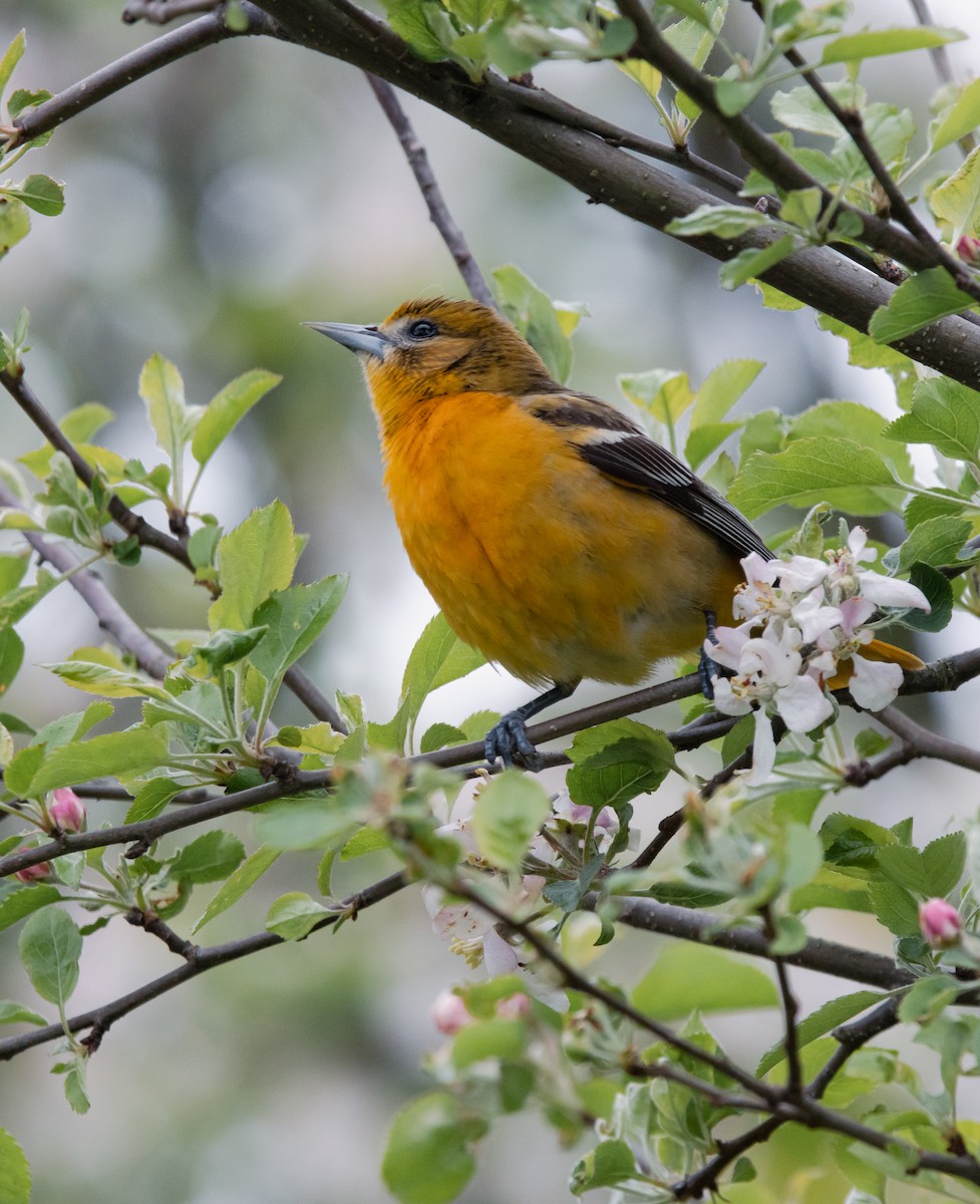 Baltimore Oriole - ML636647417