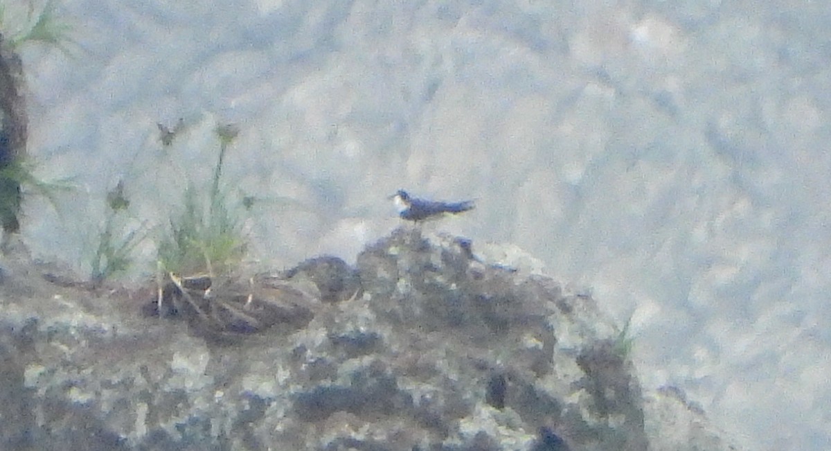 Bridled Tern - ML636647421