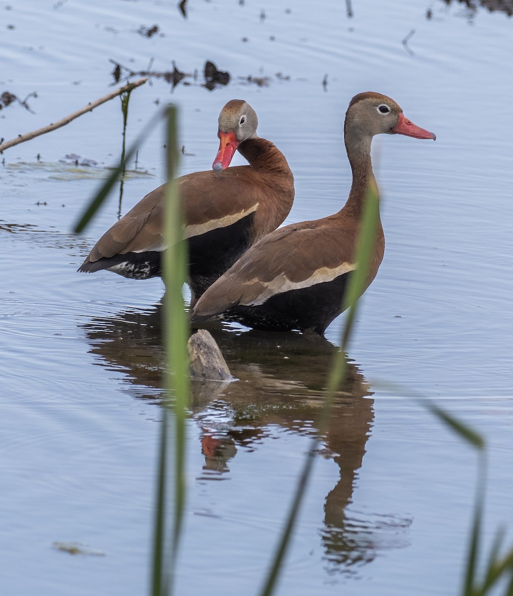 Black-bellied Whistling-Duck - ML636647545