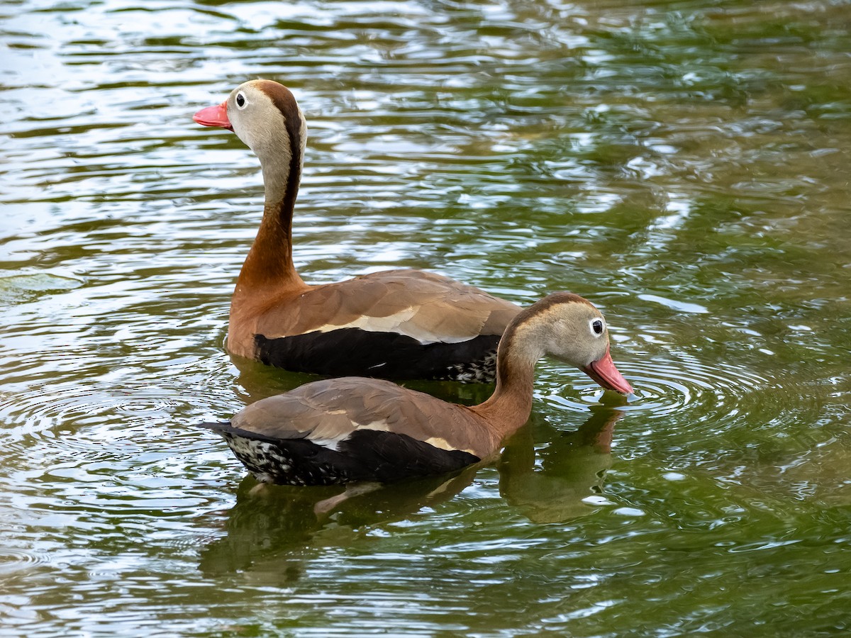 Black-bellied Whistling-Duck - ML636647546