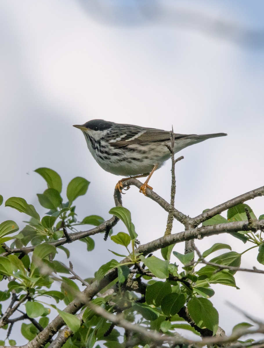 Blackpoll Warbler - ML636647547