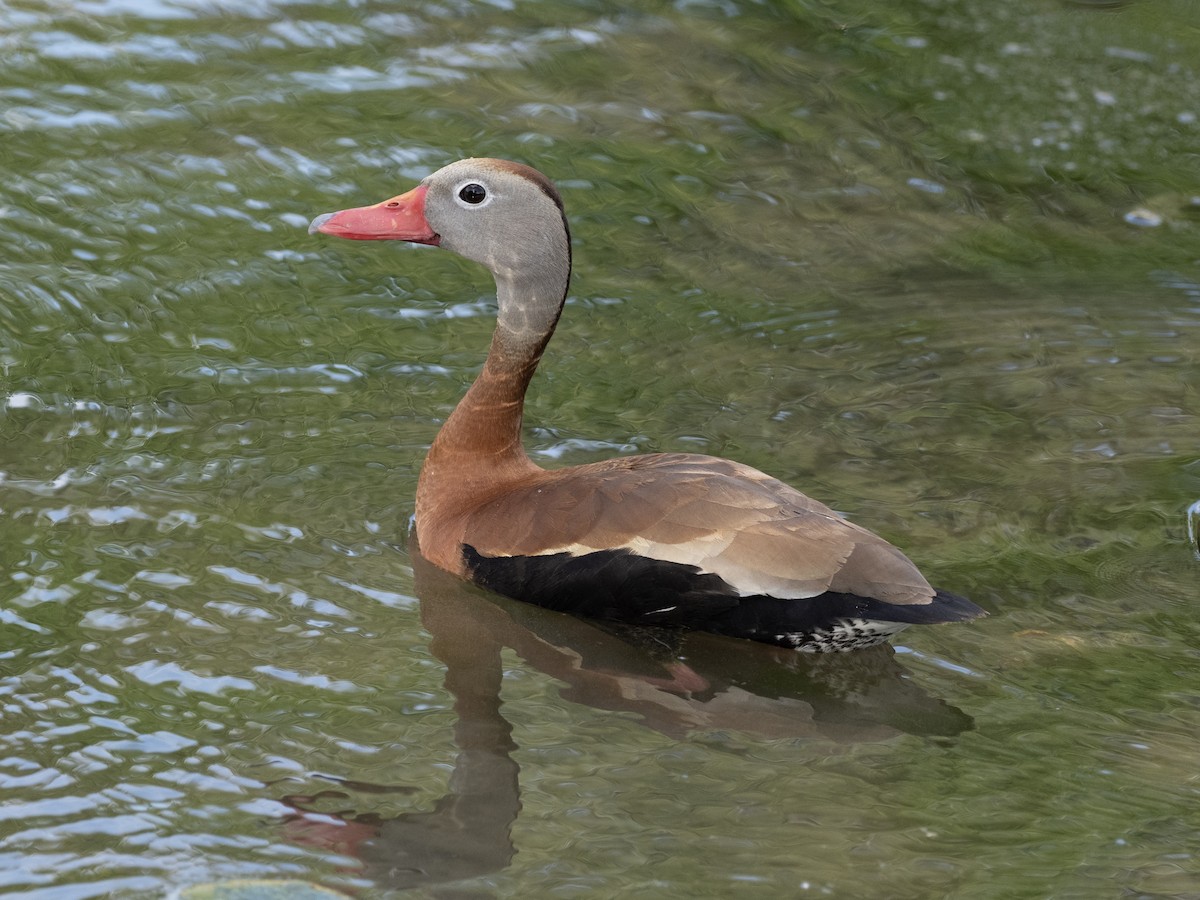 Black-bellied Whistling-Duck - ML636647548