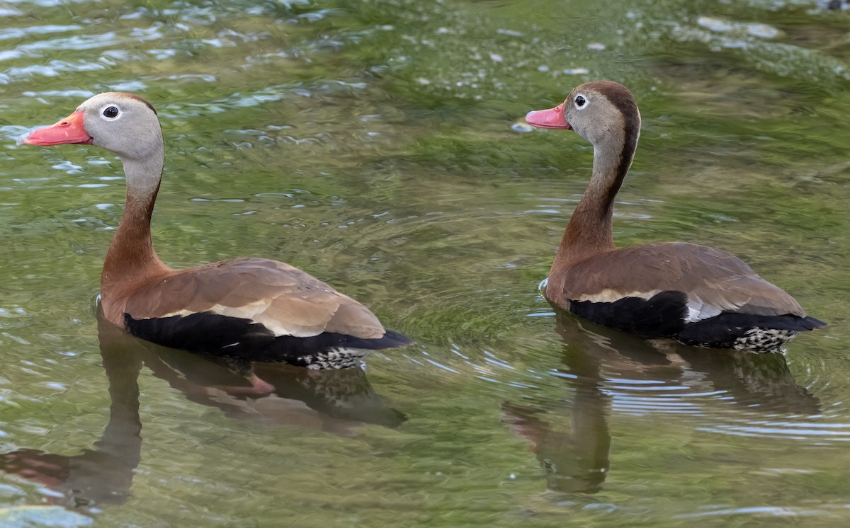 Black-bellied Whistling-Duck - ML636647550