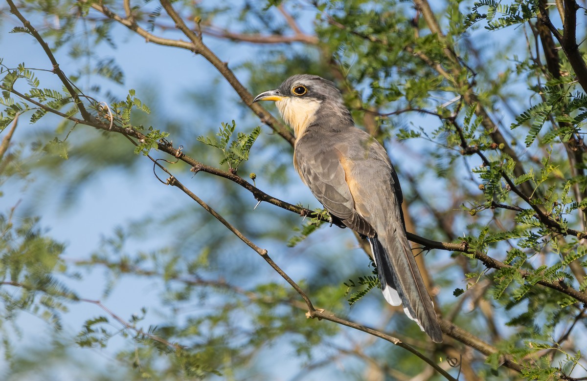 Mangrove Cuckoo - ML636647553