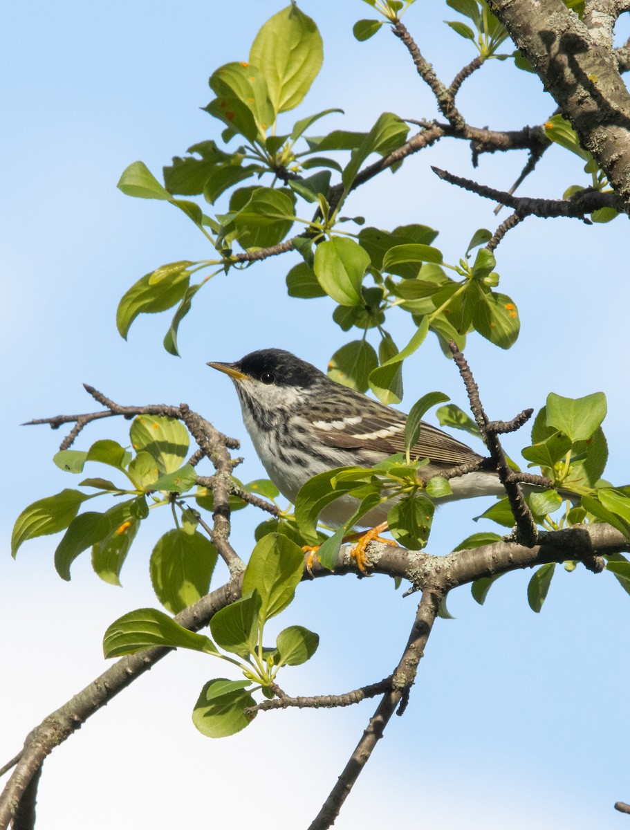 Blackpoll Warbler - ML636647562