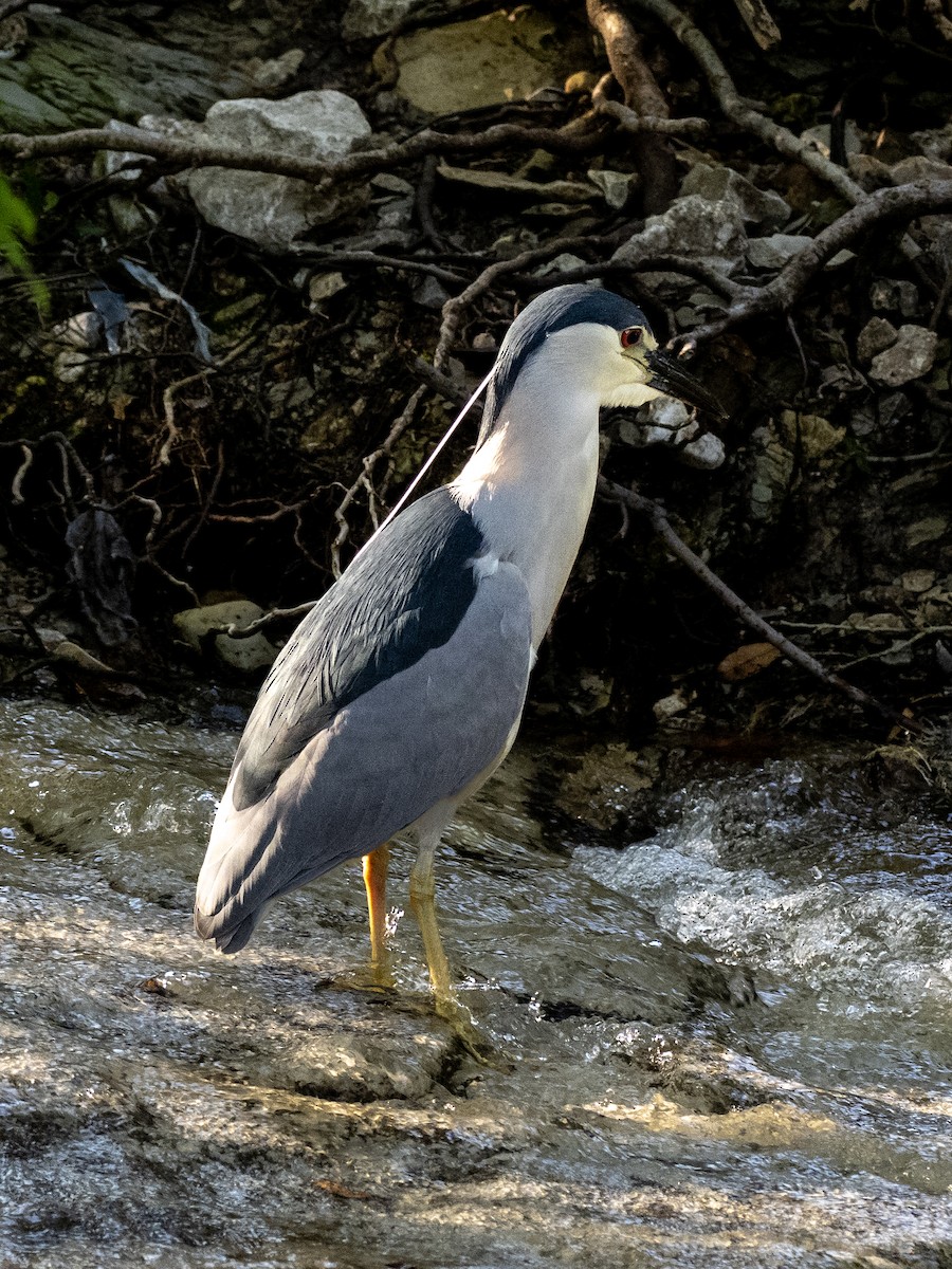 Ногоовор зашин - ML636647572